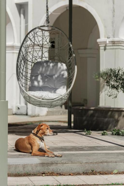 Aparthotel Olive Grove Kávos Zewnętrze zdjęcie